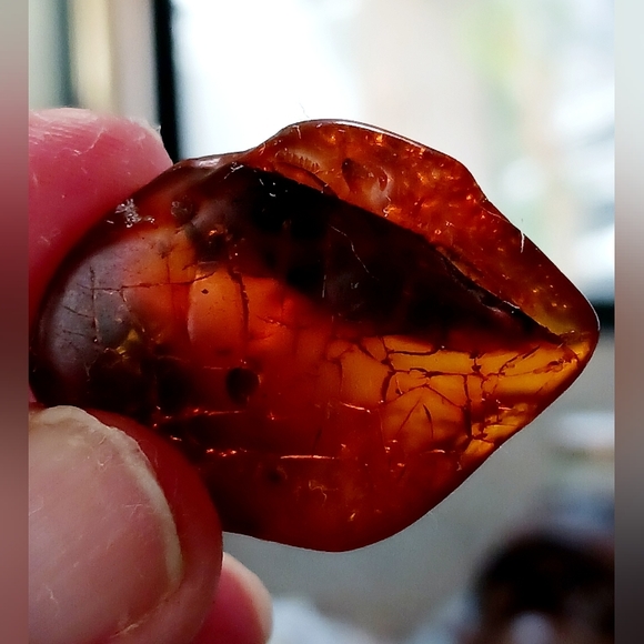 Baltic amber, incased  flying insect , rare & Unique Beautiful shape and colors - Picture 3 of 8